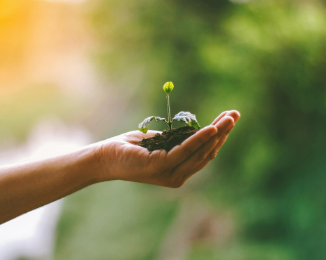 a hand holding a new plant
